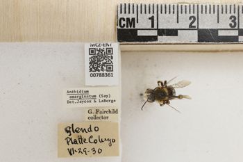 Media type: image;   Entomology 788361 Aspect: Labels